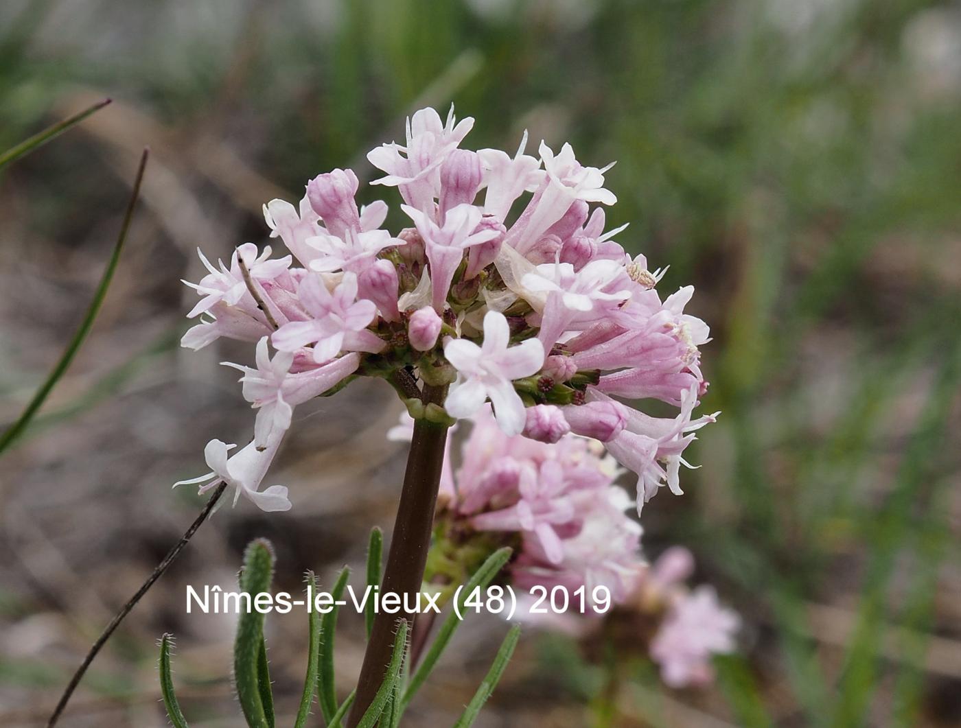 Valerian, Tuberous flower